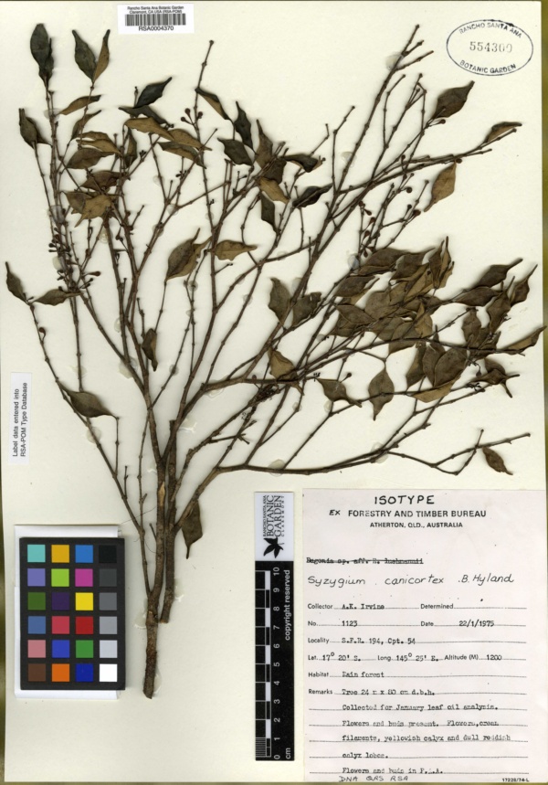 Syzygium canicortex image