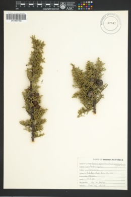 Image of Cupressus pygmaea