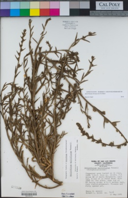 Sairocarpus multiflorus image