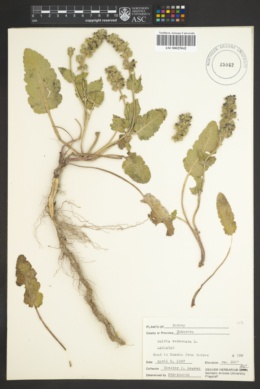 Image of Salvia verbenaca