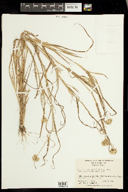 Dactyloctenium radulans image