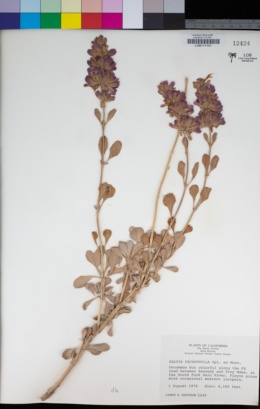 Salvia pachyphylla image