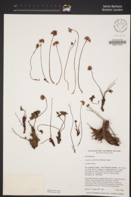 Jepsonia malvifolia image