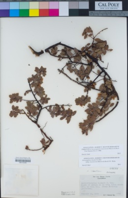 Arctostaphylos hookeri subsp. hearstiorum image