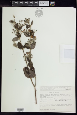 Banisteriopsis malifolia image