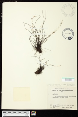 Asplenium trichomanes subsp. densum image