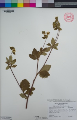 Drymocallis glandulosa var. wrangelliana image