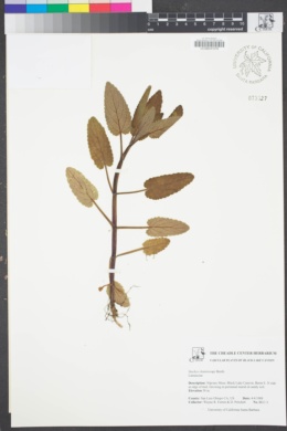 Image of Stachys chamissonis