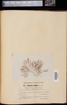 Polysiphonia variegata image