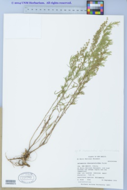 Artemisia dracunculus var. dracunculus image