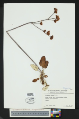 Image of Eriogonum grande