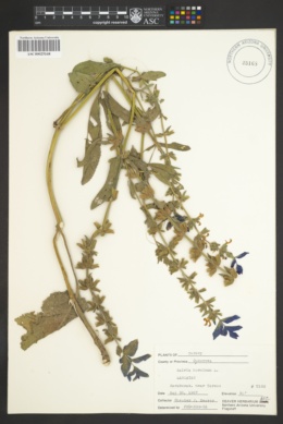 Salvia horminium image