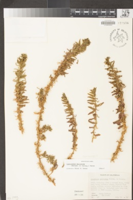Camissoniopsis micrantha image