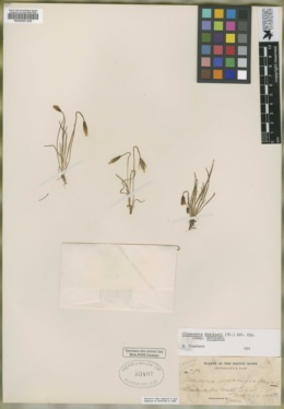 Microseris leucocarpha image