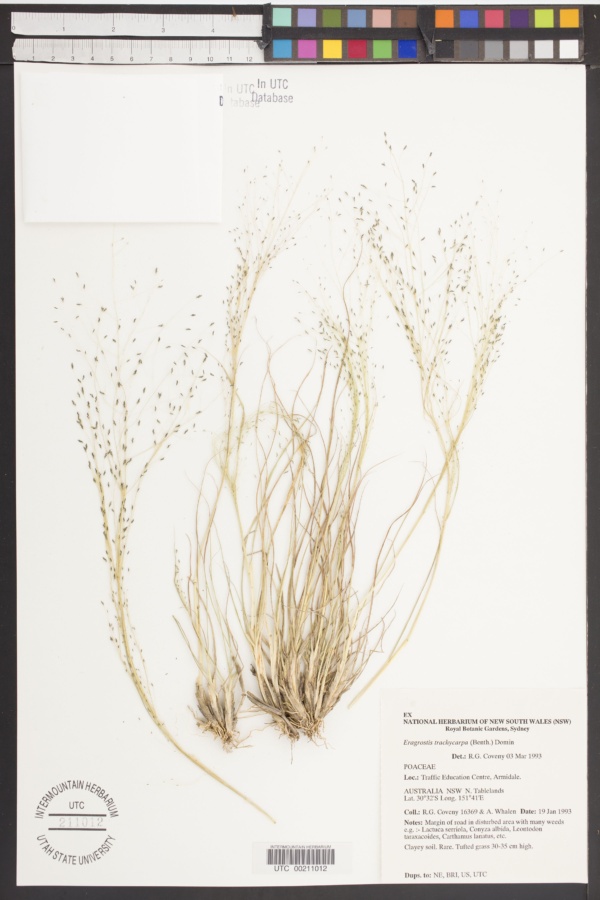 Eragrostis trachycarpa image