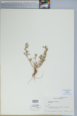 Chenopodium salinum image