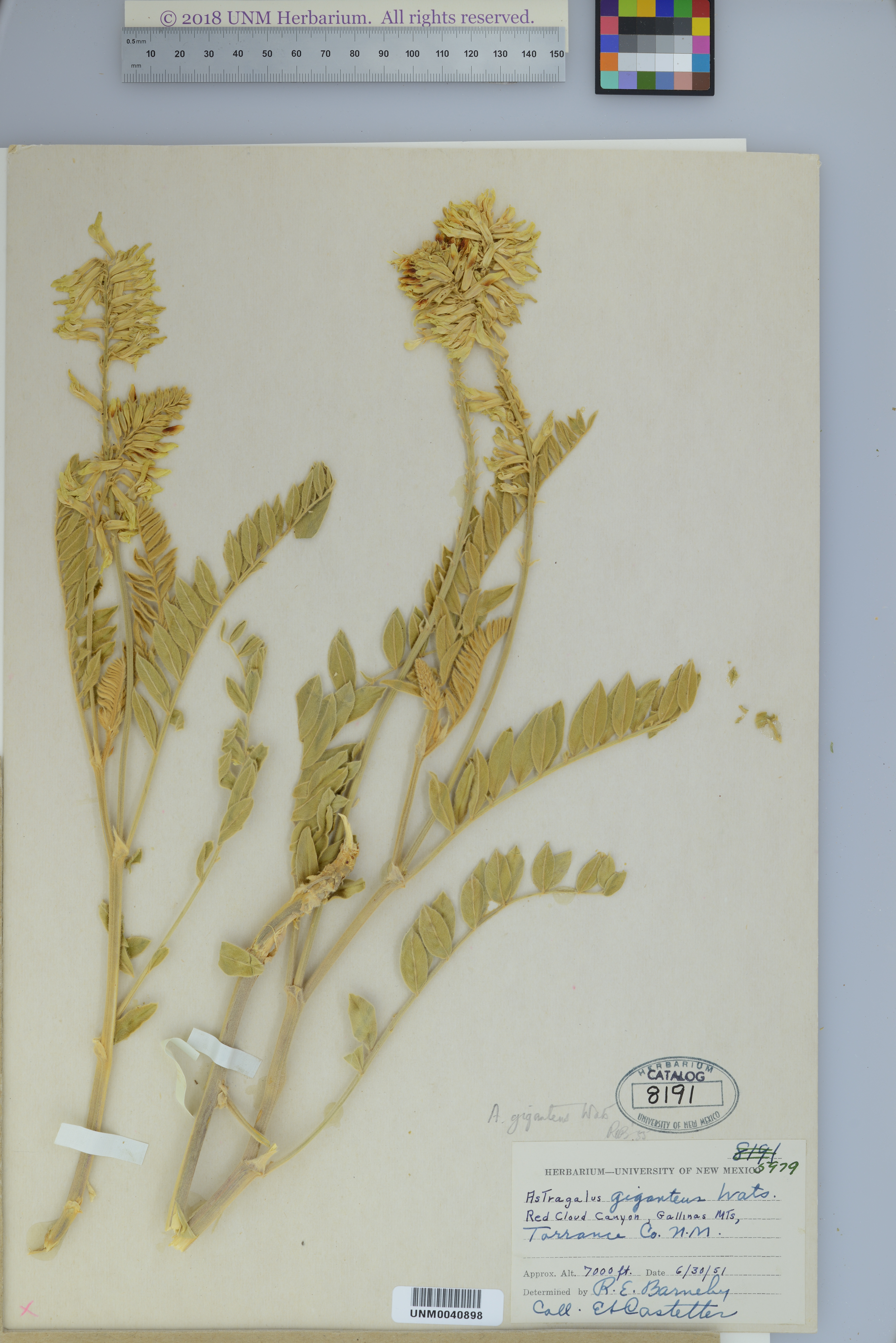 Image of Astragalus giganteus