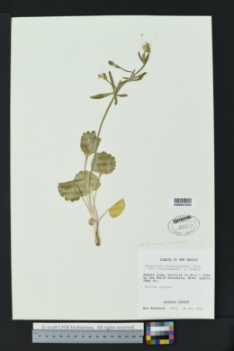 Image of Ranunculus coloradensis