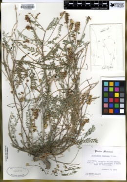 Astragalus diphacus image
