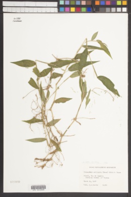 Ichnanthus axillaris image