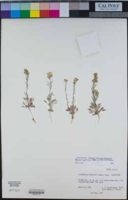 Image of Physaria gracilis