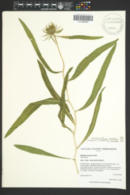 Scabrethia scabra subsp. scabra image