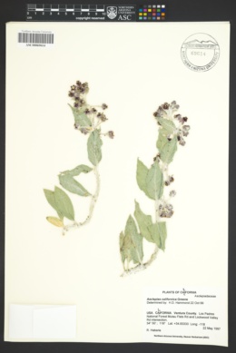 Image of Asclepias californica