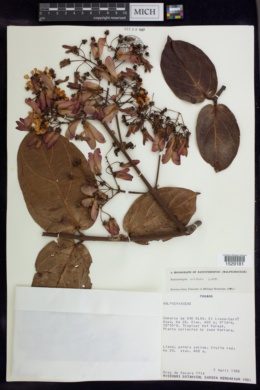 Banisteriopsis wilburii image