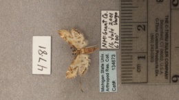 Petrophila avernalis image