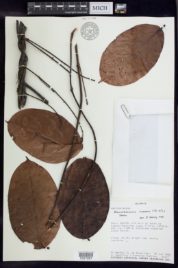 Banisteriopsis elegans image