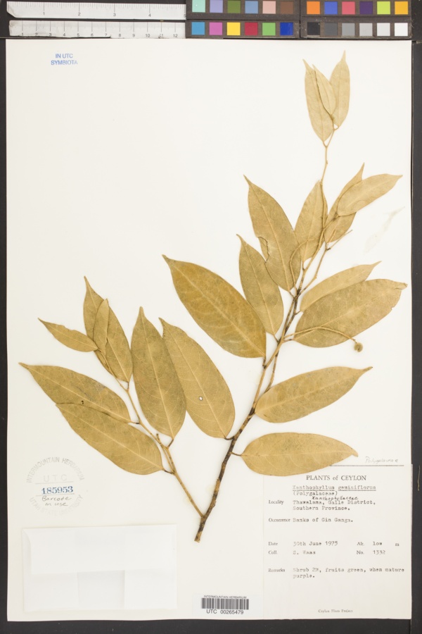 Xanthophyllum geminiflorum image