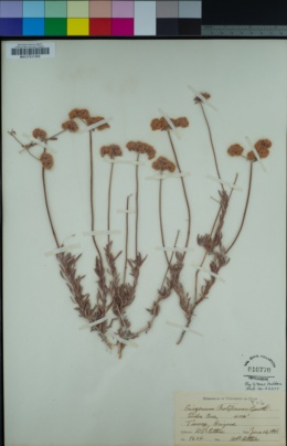 Eriogonum strictum image
