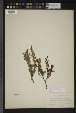 Penstemon crandallii subsp. procumbens image