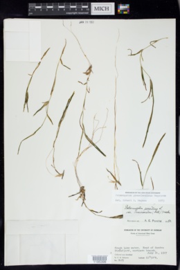 Potamogeton groenlandicus image