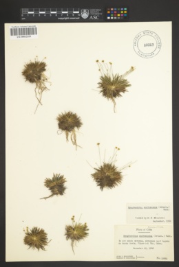 Syngonanthus androsaceus image