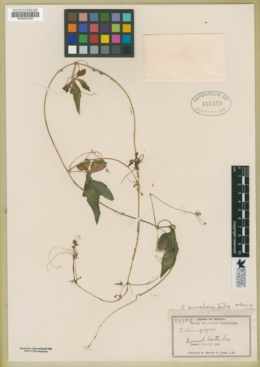 Echinopepon peninsularis image