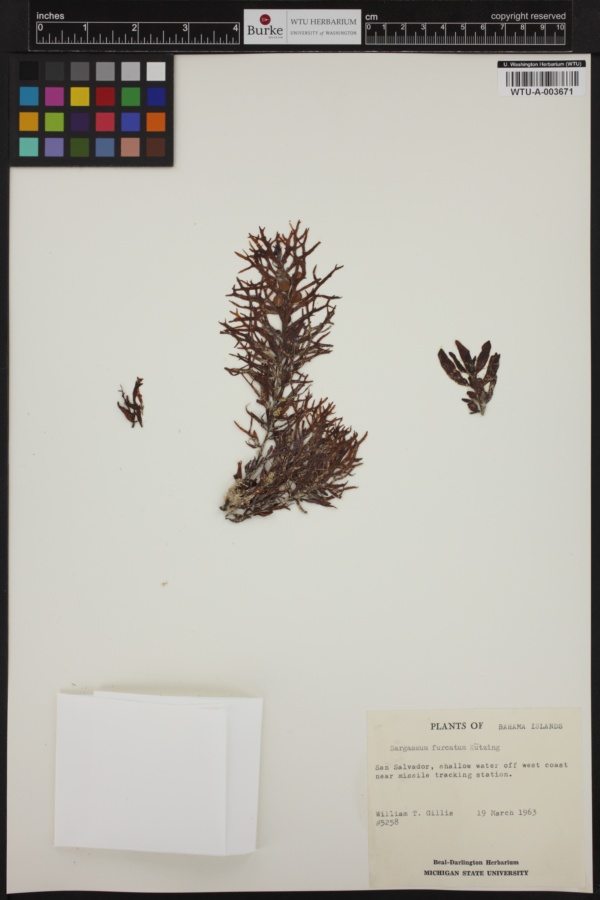 Sargassum furcatum image