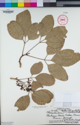 Cheirodendron trigynum subsp. helleri image