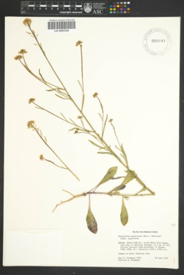 Thelypodium sagittatum subsp. sagittatum image
