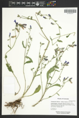 Campanula sibirica image