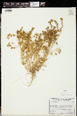Trifolium cernuum image
