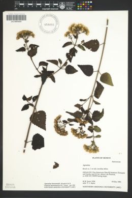 Image of Ageratina havanensis