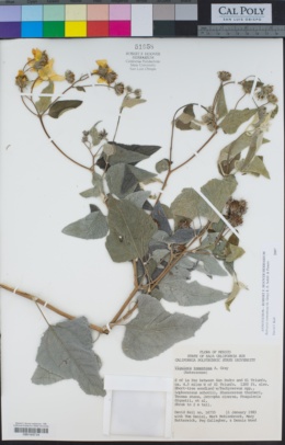 Bahiopsis tomentosa image