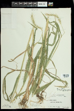 Elymus villosus var. arkansanus image