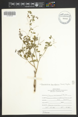 Pediomelum tenuiflorum image