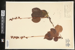 Pyrola asarifolia var. bracteata image