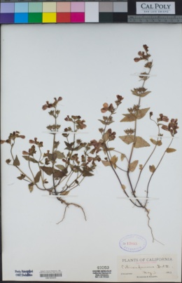 Image of Collinsia multicolor