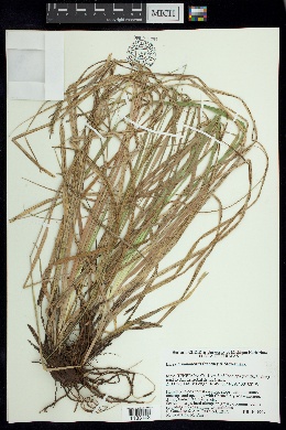 Carex tunimanensis image