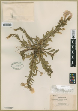 Calylophus tubicula image