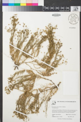 Spergularia villosa image